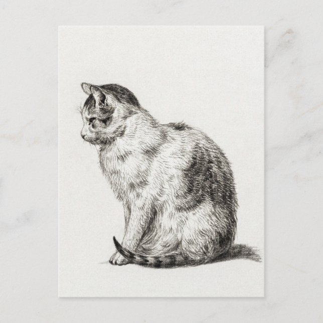 Vintage Cat Black White Pencil Art Postcard (Front)