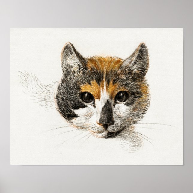 Vintage Cat Illustration Poster (Front)