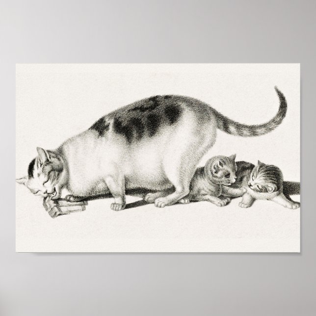 Vintage Cat Illustration Poster (Front)