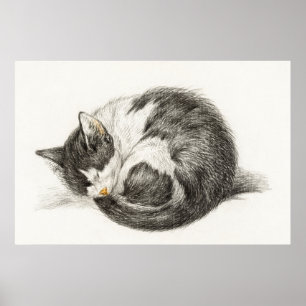 Vintage Cat Illustration Poster