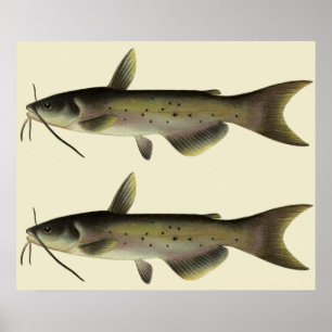 Vintage Catfish Fish, Marine Life River Animal Poster