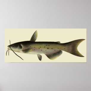 Vintage Catfish Fish, Marine Life River Animal Poster