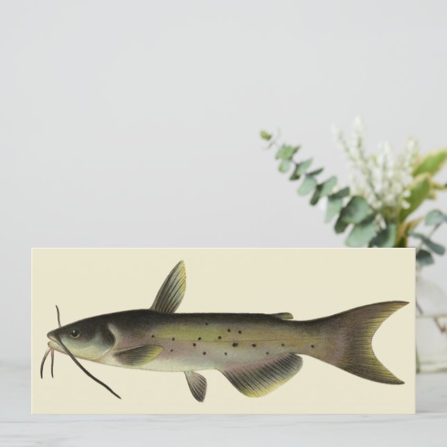 Vintage Catfish Fishing, Marine Life River Fish (Standing Front)