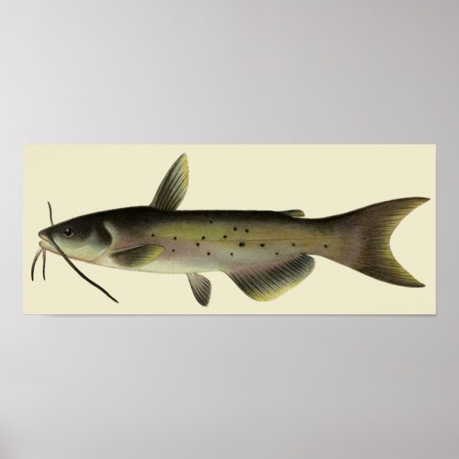 Vintage Catfish Fishing, Marine Life River Fish Poster (Front)