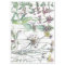 Vintage Cats Ear Flower Wildflowers Tissue Paper