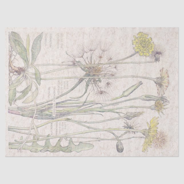 Vintage Cats Ear Wildflower Flowers Tissue Paper (Front)