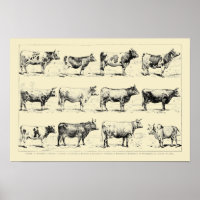 Vintage Cattle Breeds Art by Adolphe Millot