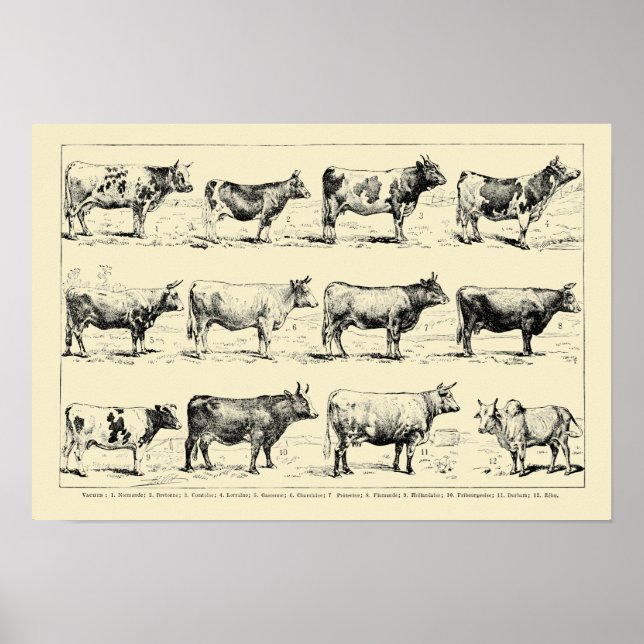 Vintage Cattle Breeds Art by Adolphe Millot Poster (Front)