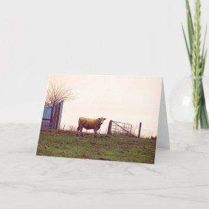 Vintage Cattle Pasture Rural Iowa Photography  Card