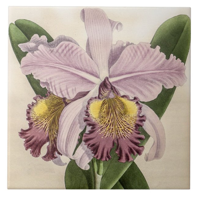 Vintage Cattleya Hardyana Orchid Flower Tile (Front)
