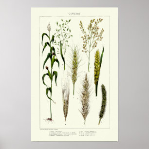 Vintage Cereal Grains Wheat, Rye, Barley, Oats Poster
