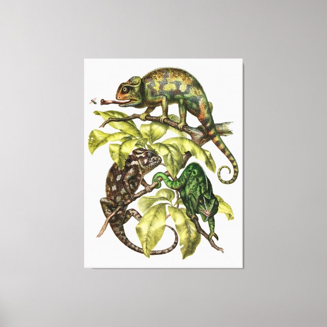 Vintage Chameleon Lizard Canvas Print (Front)