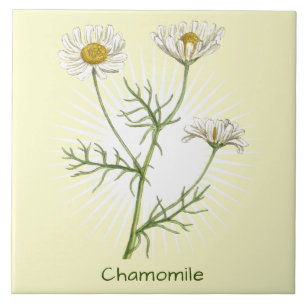Vintage Chamomile Herb Botanical Art Tile