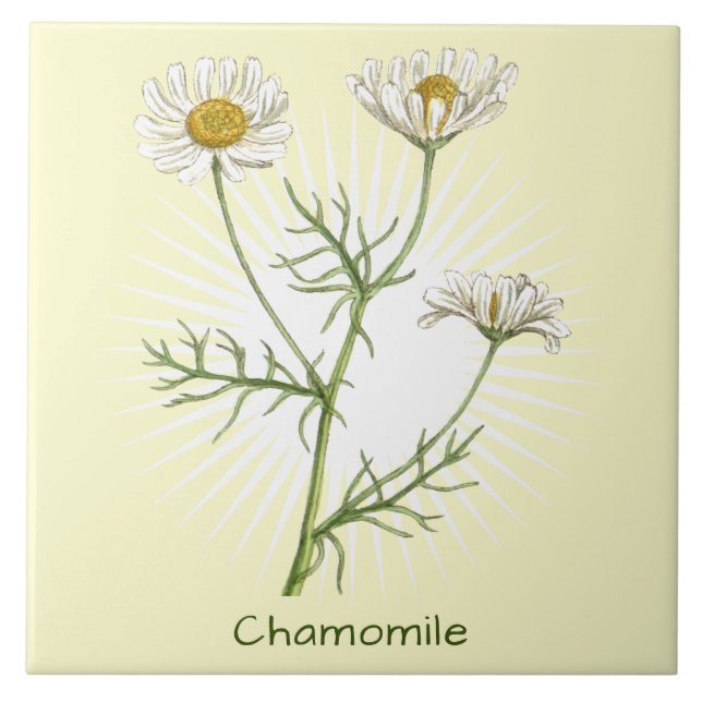 Vintage Chamomile Herb Botanical Art Tile (Front)