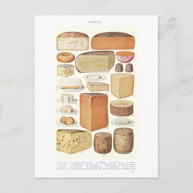 Vintage Cheese Illustration Postcard (Front)