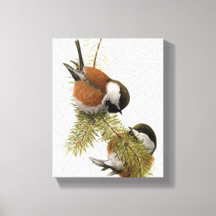 Vintage Chestnut-backed Chickadee Canvas Print