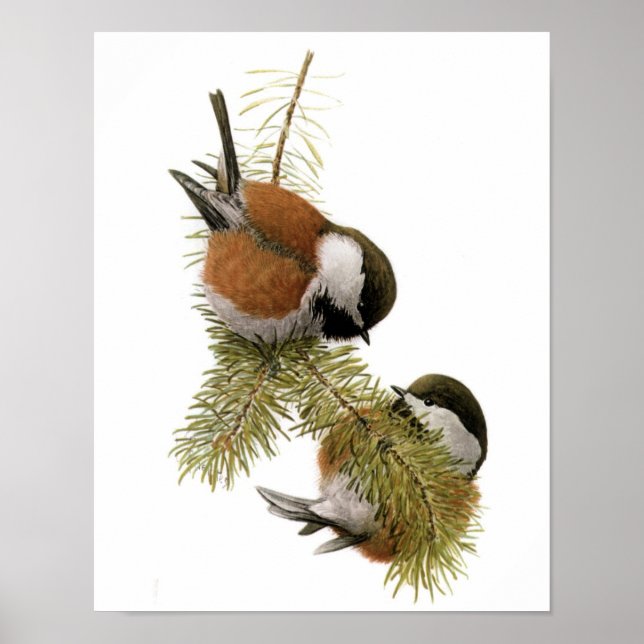 Vintage Chestnut-backed Chickadee Poster (Front)