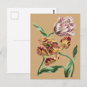Vintage Chic 18th Century Botanical Tulip Art Postcard