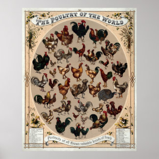 Vintage Chicken Breed Poster