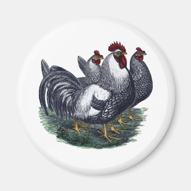 Vintage Chickens Magnet (Front)