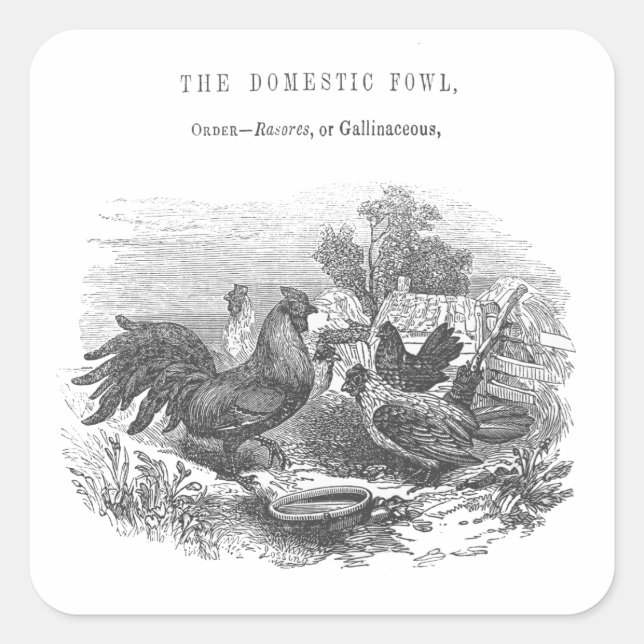 Vintage Chickens Pen and Ink Illustration Square Sticker (Front)