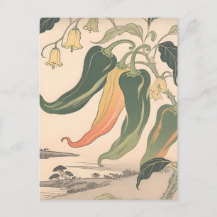 Vintage Chili Pepper Illustration Postcard