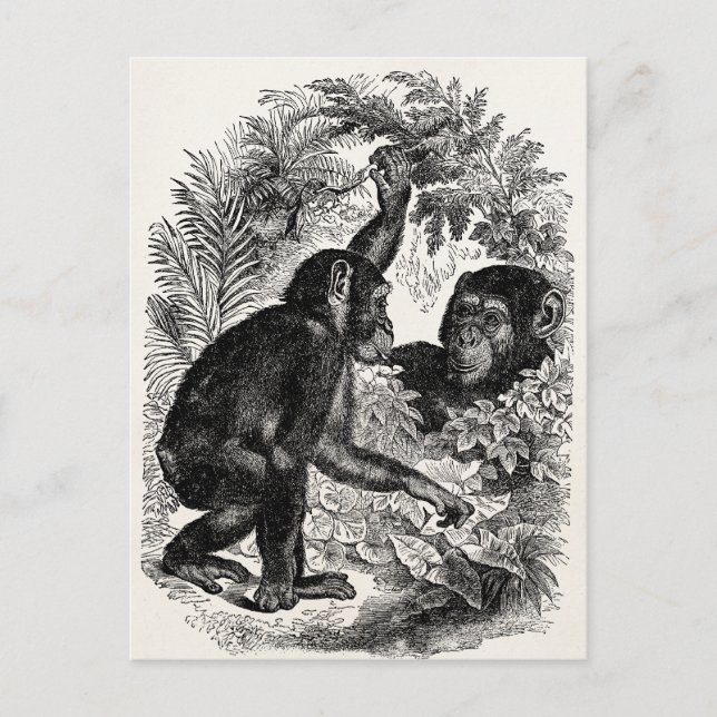 Vintage Chimpanzees 1800s Monkey Chimp Template Postcard (Front)