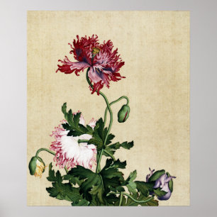 Vintage Chinese Red Poppy Botanical Art Poster