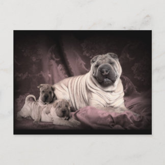 Vintage Chinese Shar Pei Wrinkles, Puppy Dogs Postcard