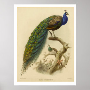 vintage chinoiserie style peacock poster
