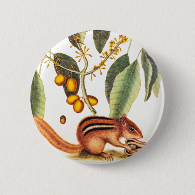 Vintage Chipmunk Illustration 2 Inch Round Button (Front)
