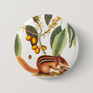 Vintage Chipmunk Illustration 2 Inch Round Button