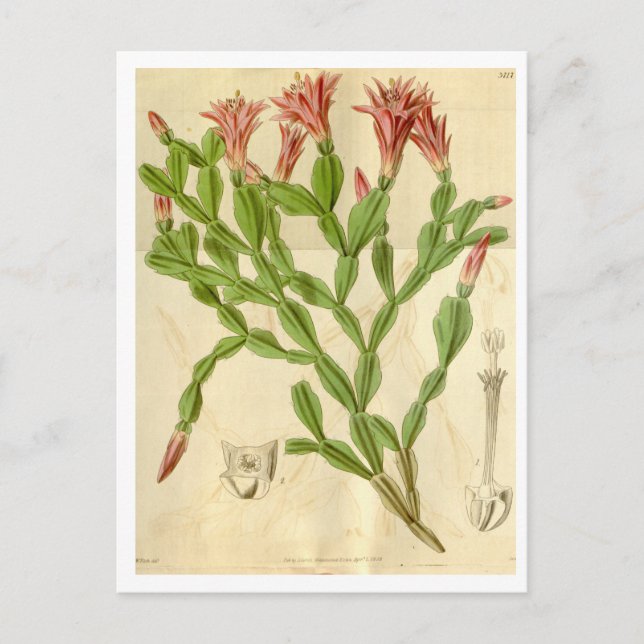 Vintage Christmas Cactus Travel Postcard (Front)