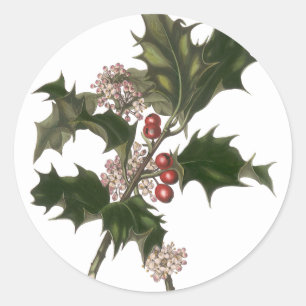 Vintage Christmas, Holly Plant with Red Berries Classic Round Sticker