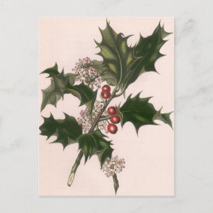 Vintage Christmas, Holly Plant with Red Berries Holiday Postcard
