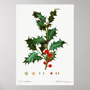 Vintage Christmas Mistletoe Poster