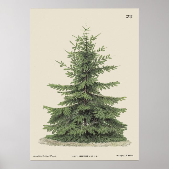 Vintage Christmas Pine Tree Vintage Poster (Front)