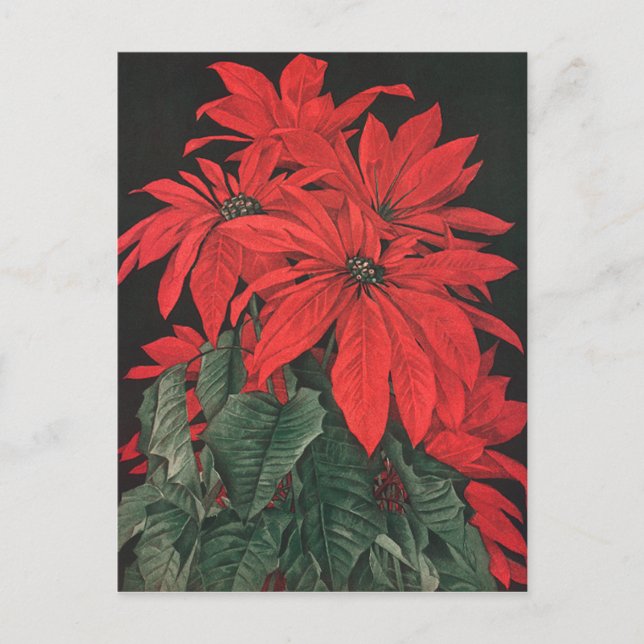 Vintage Christmas Red Poinsettia Plants Flowers Postcard (Front)