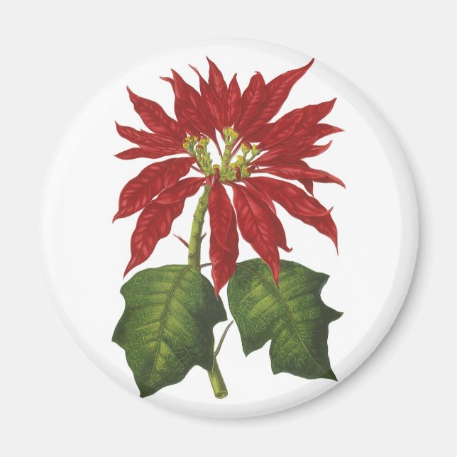 Vintage Christmas, Red Poinsettia Winter Plant Magnet (Front)