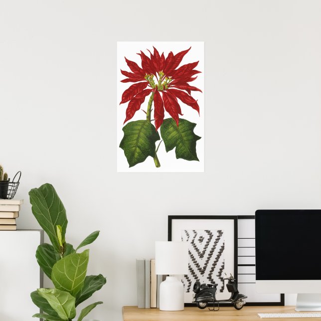 Vintage Christmas, Red Poinsettia Winter Plant Poster (Home Office)