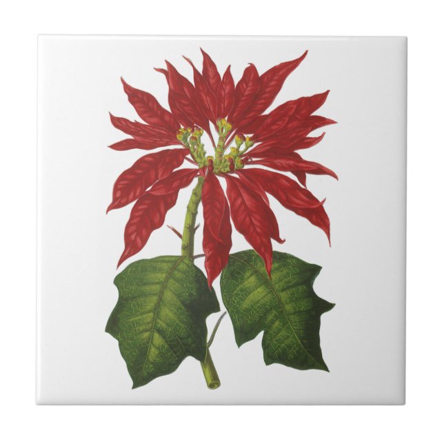 Vintage Christmas, Red Poinsettia Winter Plant Tile (Front)