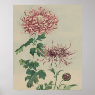 VINTAGE CHRYSANTHEMUM BOTANICAL FLOWER ART POSTER