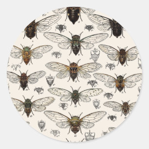 Vintage Cicadas Illustration Classic Round Sticker