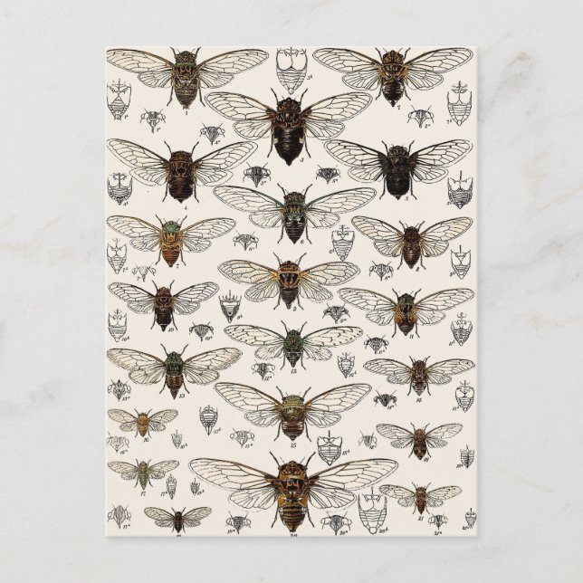 Vintage Cicadas Illustration Postcard (Front)