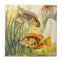 Vintage Cichlid Fish