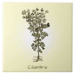 Vintage Cilantro Herb Botanical Art Ceramic Tile