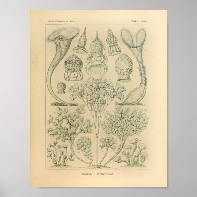 Vintage Ciliata Colour Ernst Haeckel Print (Front)