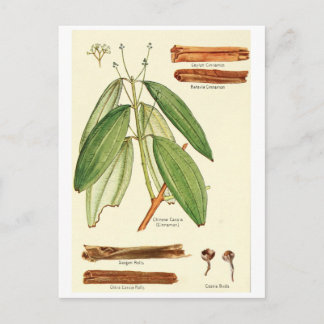 Vintage cinnamon illustration postcard recipe card