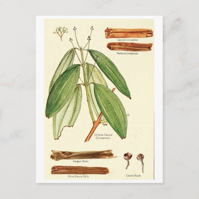 Vintage cinnamon illustration postcard recipe card (Front)