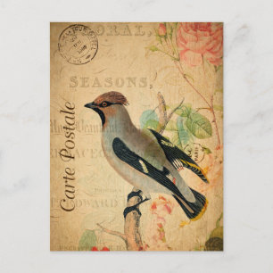 Vintage cirage Bird Floral Carte française Postale